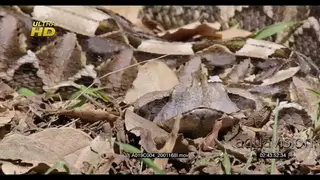 CU of Gaboon viper laying, looking towards camera and flicking its tongue.