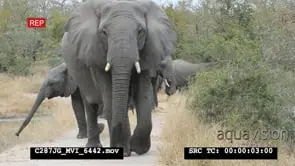 Elephant walking towards camera on dirt road rest of herd gathered in background MS PAN.