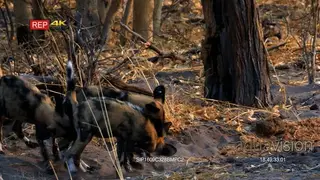 African Wild Dogs Play fighting and general behaviour.