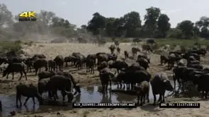 Cape Buffalo herd drinking in river MS