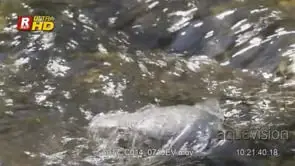 Dipper wading, low underwater, foraging and feeding aquatic food