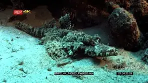 Full body shot of a Beautford's Crocodilefish,Crocodile Flathead,Cymbacephalus beauforti