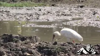 Spoonbill catches fish MS