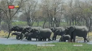 African Elephant herd Standing in the River drinking water GENERAL BEHAVIOUR