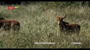 [2] Young Sable Antelopes running on long thick grass WS