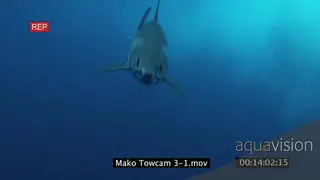 Mako Shark swimming underwater in blue ocean following camera then disappearing MWS.