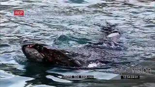 Leopard seal hunting Gentoo Penguins in Antarctica