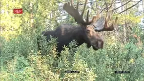 MOOSE FEEDING ON LEAVES WITH VELVET ON HORNS