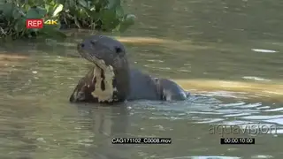 Giant river otter (Pteronura brasiliensis) scratching on riverbank, going in the water…