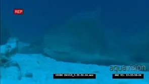 Leopard shark laying on seabed