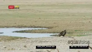 Bateleur bird drinking from waterhole