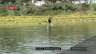Fish Eagle Flying Catching Prey Slow Motion