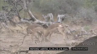 Impala rams fighting, dominance display