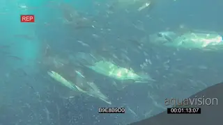 Common Dolphins Cape Gannets Dusky Sharks African Penguins diving swimming hunting…