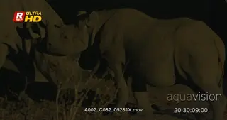 Adult Black Rhinoceros and a calf standing and sparring.