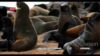 CU of cape fur seal moms and babies in the cape fur seal colony nursery being a little.