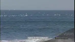 Flock of Cape Gannets flying over ocean as Common Dolphins breach porpoise along