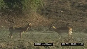 Impala antelope rams fighting, territorial display MWS