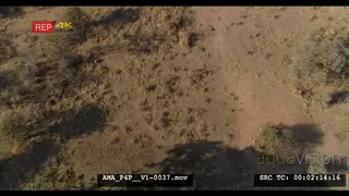 Aerial Drone Southern Ground Hornbill family foraging general behaviour