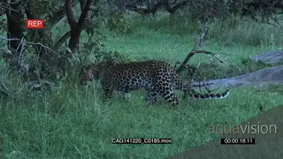 Leopard standing on bushveld looking around then walking and stalking LS PAN HAND