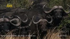 Herd of young and adult Cape buffalo standing, looking towards camera and ruminating