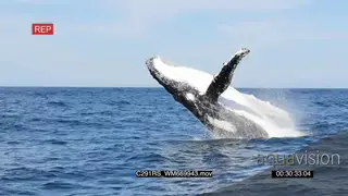 A humpback whale breach GOOD LIGHT SHAKY