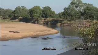 Scenic Luangwa river hippo pod social behaviour resting few agitated moving around in.