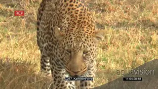 Leopard stalking Wildebeest calf and Mother and Walks off AmCam WS GREEN