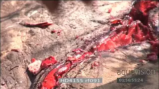 Rhino poacher hacking cutting off rhino horn using panga