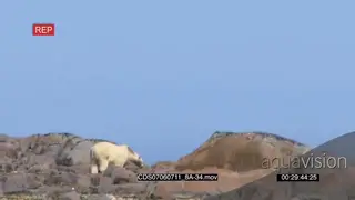 Polar bear with molting fur walking away from camera looking back over boulders
