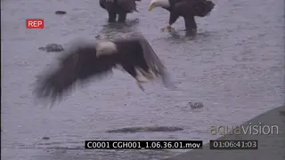 Bald eagle catch a salmon fish on shallow water