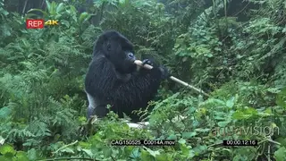 Mountain Gorilla sitting in forest eating MLS HAND