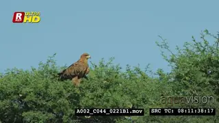Tawny Eagle sitting on top of the tree, making creaking sound and searching for food.