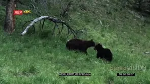 Cinnamon Black Bear and Black Bear walking around searching for food and interacting on.