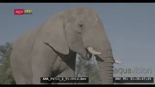 African elephant feeding, foraging in slowmotion, reed, vegetation, mammals, Africa.