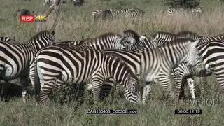 A Dazzle of Zebras grazing moving around with a herd of Blue Wildebeests in the bushveld