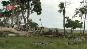 Diversity of vultures and hyena gathered and eating from an elephant carcass
