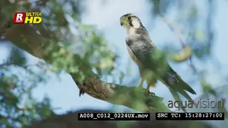 Peregrine falcon sitting on top of the tree branch and looking around.