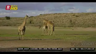 Medium shot of two male giraffes necking and showing dominance behaviour