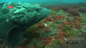 Potato Bass swimming underwater in ocean deep Feeding on Sardine PAN ACROSS the Marine.