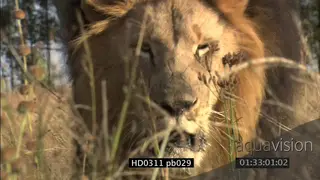 African male Lion charge toward the camera in long dry grass DAY LS to XCU