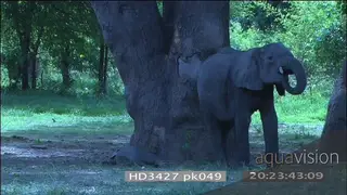 African elephant family grazing calf laying down sleeping young elephant with snare wire.