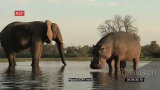Hippo in a river and an elephant in the same shot drinking water WS
