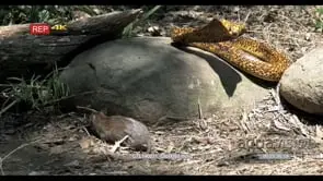 Mouse biting Cape cobra reacts 2S into CU