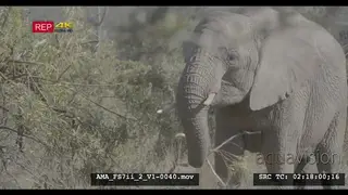 African elephant feeding, eating, chewing, foraging, branch, leaves, standing, mammals.