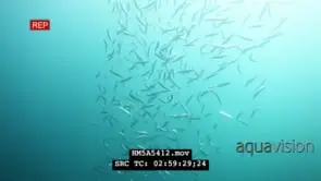 Sardines in open blue water, small shoal DEEP OCEAN