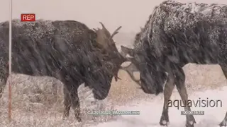 Pair of Moose on prairie standing and sparring during snowfall MLS.