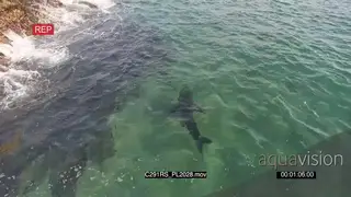 AERIAL along coastline Great white sharks hunting patrolling