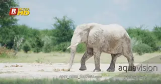 Male African Elephant covered in clay and walking pass by the camera.