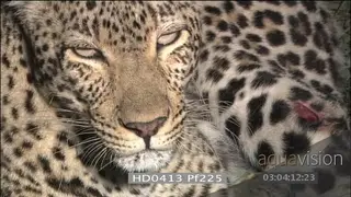 Leopard grooming itself zoom out injured thigh close up eye tounge face injury at night
